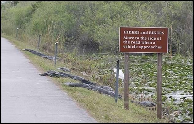 Crazy Signs