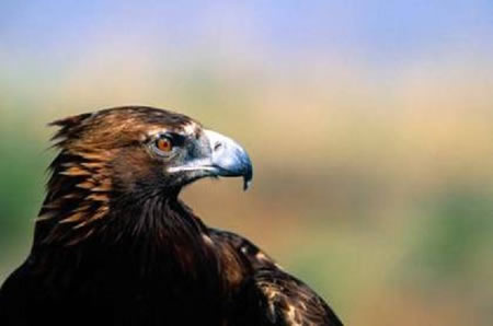 American Eagle
