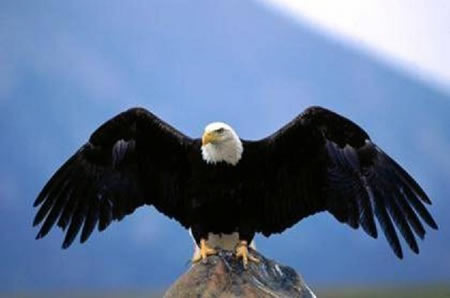 American Eagle