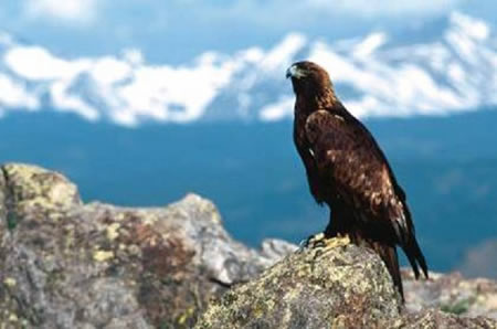 American Eagle