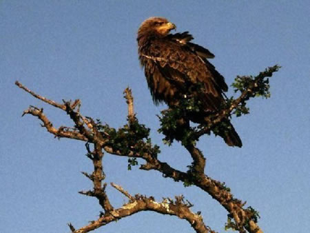 American Eagle
