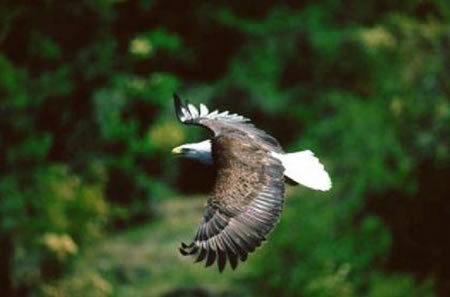 American Eagle