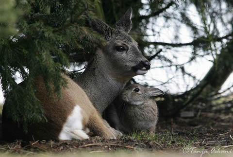 Bambi & Thumper