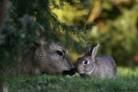 Bambi & Thumper