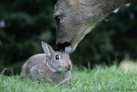 Bambi & Thumper
