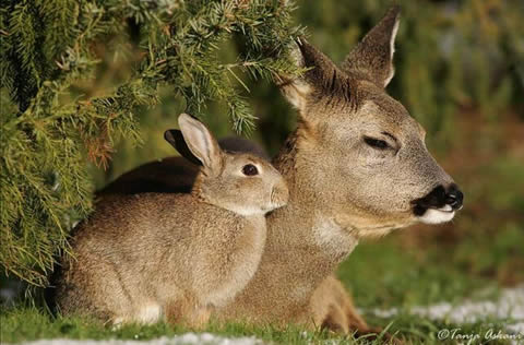 Bambi & Thumper