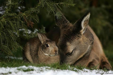 Bambi & Thumper