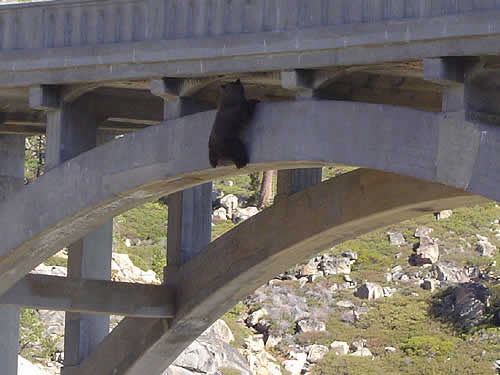 bear story