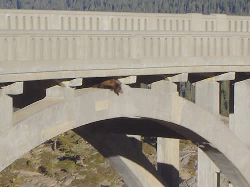 bear story