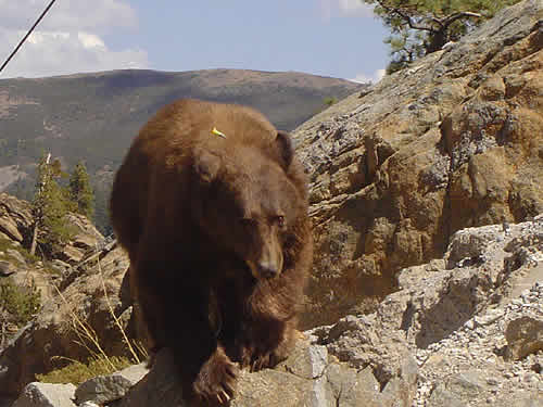 bear story
