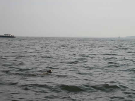 offshore deer