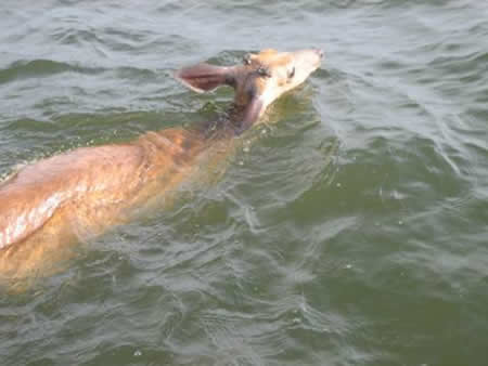 offshore deer