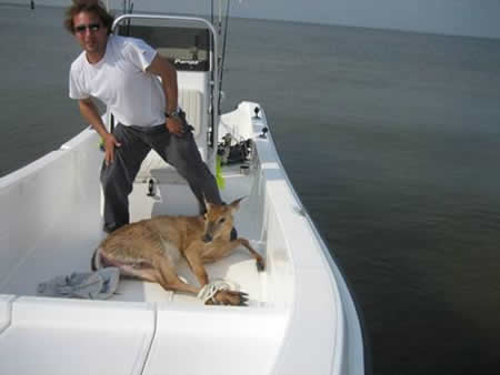 offshore deer