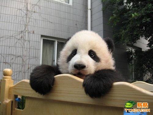 Rescued Pandas in China