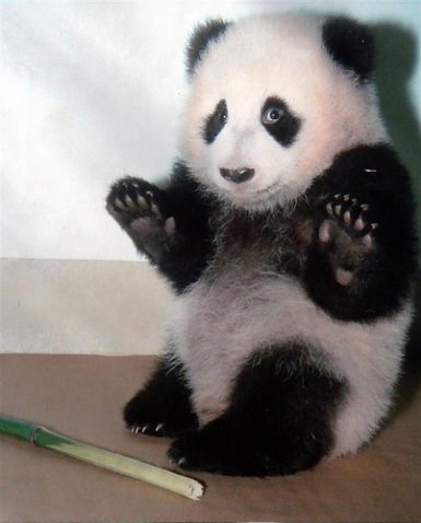 Rescued Pandas in China