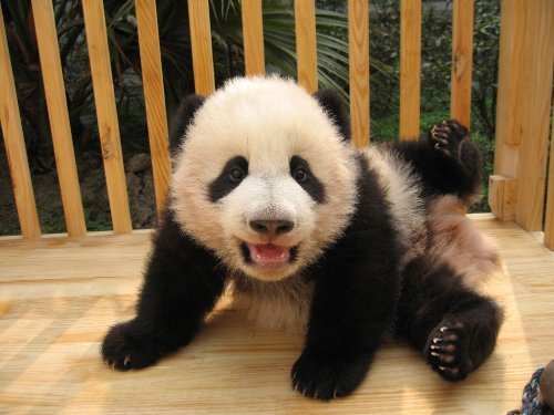 Rescued Pandas in China
