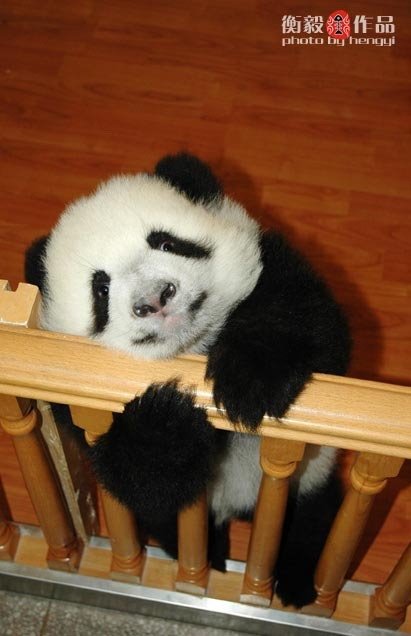 Rescued Pandas in China