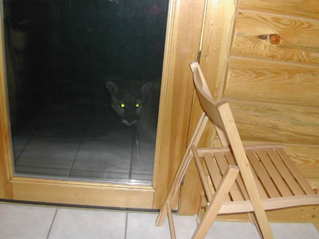 panther