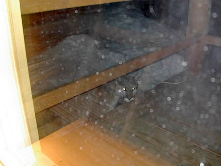 panther