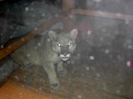 panther