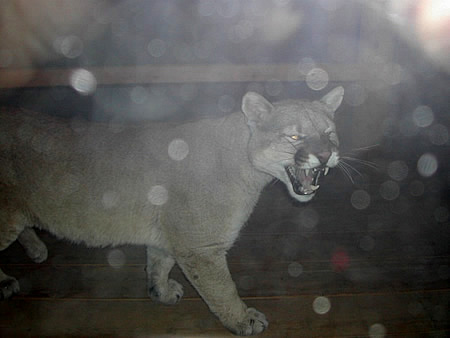 panther