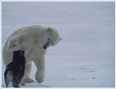 Polar Bear