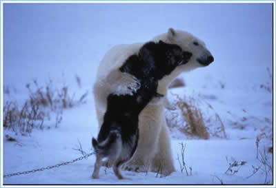 Polar Bear