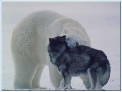Polar Bear