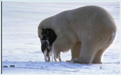 Polar Bear