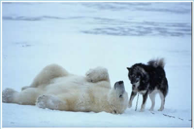 Polar Bear