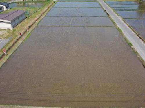 Japanese Rice Fields