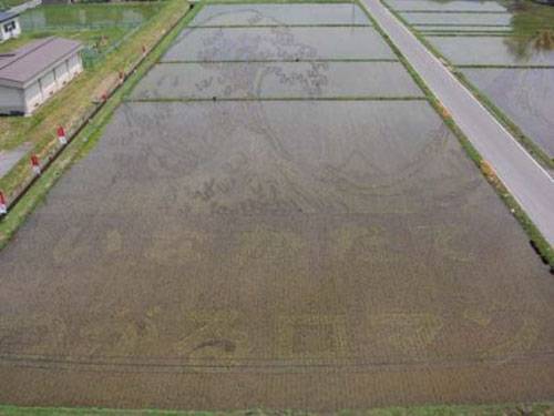Japanese Rice Fields