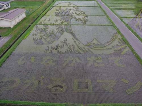 Japanese Rice Fields