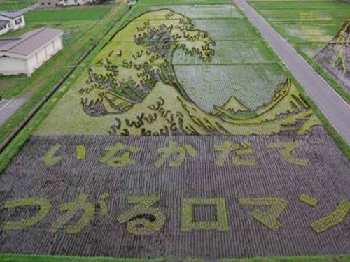 Japanese Rice Fields