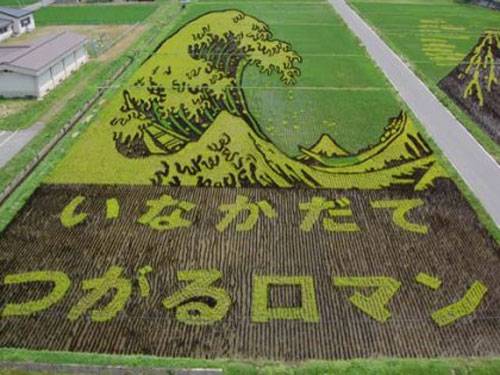 Japanese Rice Fields