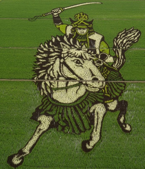 Japanese Rice Fields
