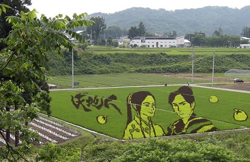 Japanese Rice Fields