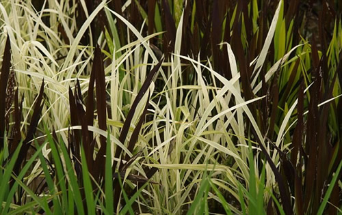 Japanese Rice Fields
