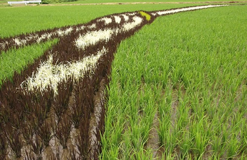 Japanese Rice Fields