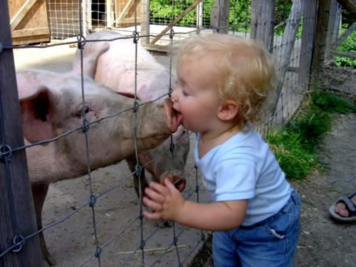 how to get swine flu