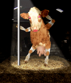 texas pole dancer