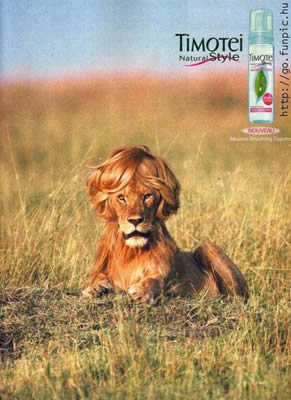 TIMOTEI AD